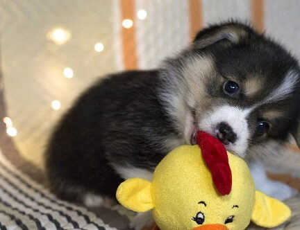 puppy knuffel
