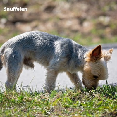 snuffelen hond