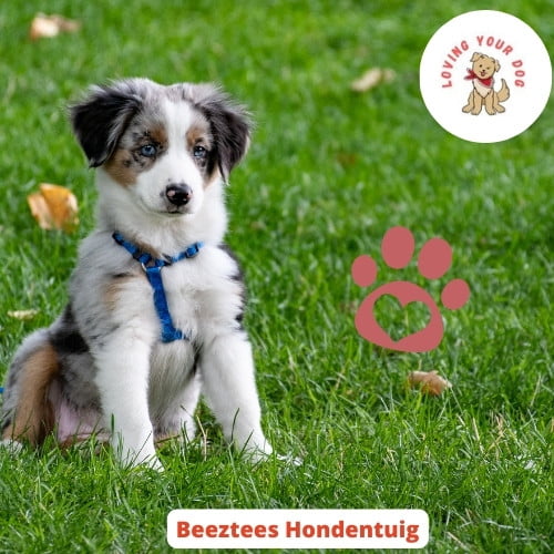 Beeztees hondentuig hondje