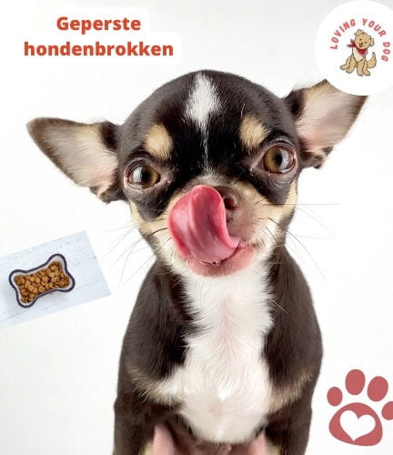 Top 10 hondenrassen die niet verharen