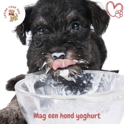 De 7 Echt Leukste Labradoodles op Instagram