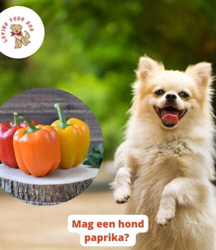 Castreren hond, wel of niet? Echt Alles wat je moet weten!