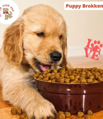 Golden Retriever puppy eet blij uit een volle voerbak met puppy brokken
