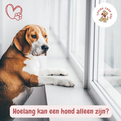 Hondenras de Maltezer. Een klein super schattig wit hondje.