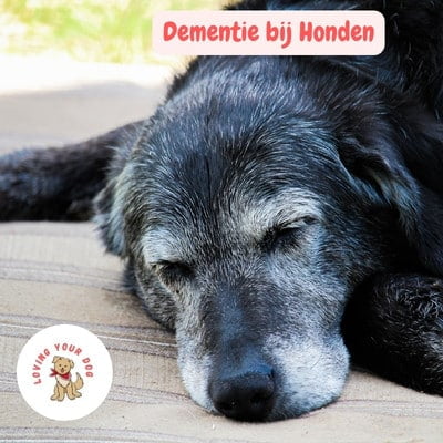 demente hond