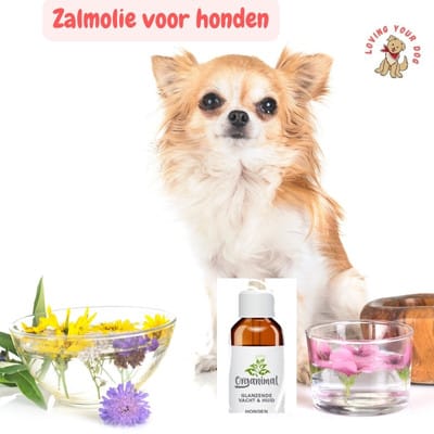 Zalmolie voor honden