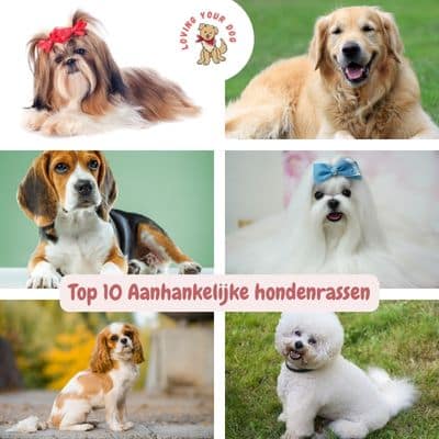 aanhankelijke hondenrassen