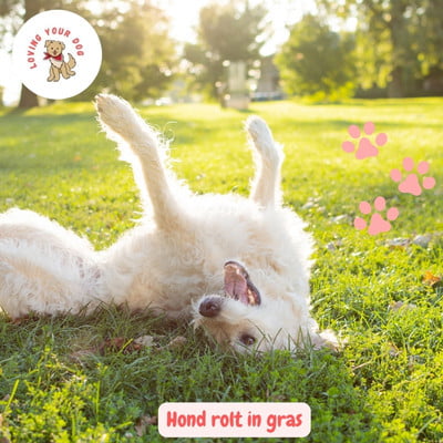 witte hond rolt in gras