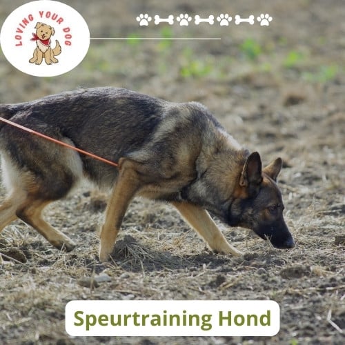 Speurtraining hond