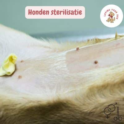 Honden Hoodie kopen? De Top 20 verrassend Leuke van 2025