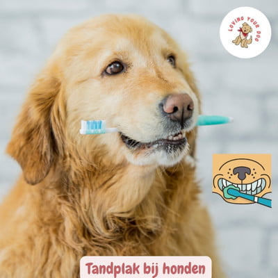 tandplak bij hond