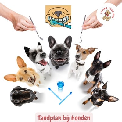 tandplak bij honden poetsen