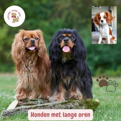 2 Honden met lange oren