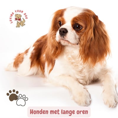 Honden met lange oren Cavalier King Charles Spaniel