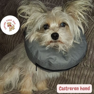 Castreren hond Rocky