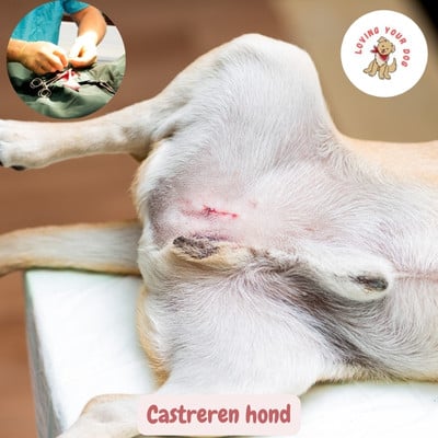 Castreren hond
