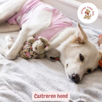 Castreren hond na operatie