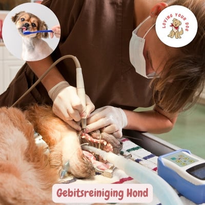Gebitsreiniging Hondje