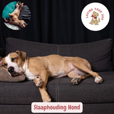 Slaaphouding-hond