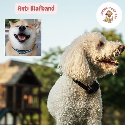 Anti Blafband hond