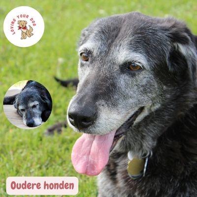 Honden weetjes: Ontdek 100 Interessante HondenWeetjes