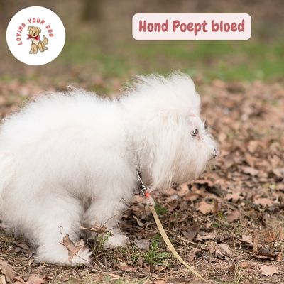 Hond poept bloed