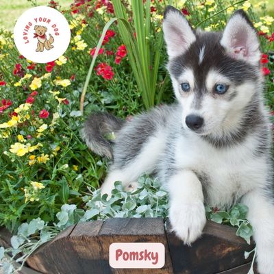 Pomsky