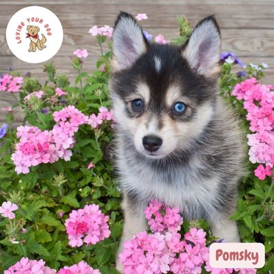 Pomsky hondje