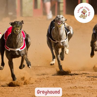Greyhound racing