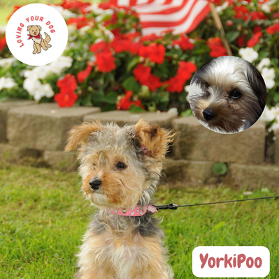 YorkiPoo