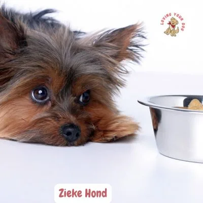 Zieke Hond hond voelt zich ziek