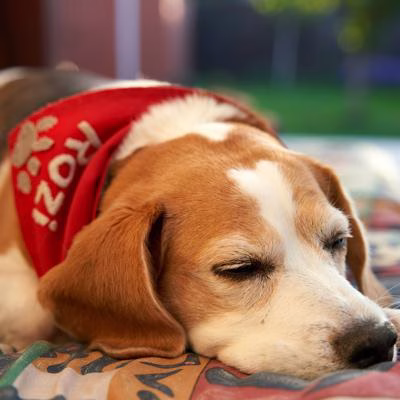 Rustige hond met rode bandana slaapt ontspannen op een zacht hondenkussen