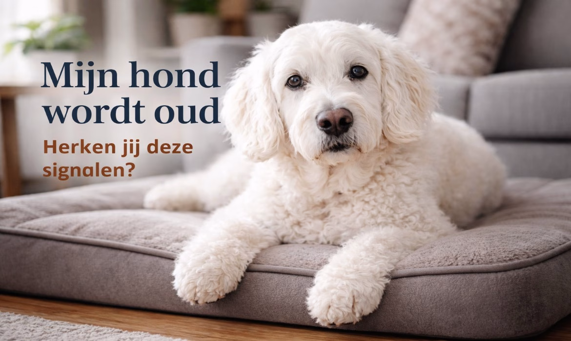 mijn hond wordt oud senior golden doodle op orthopedisch hondenkussen