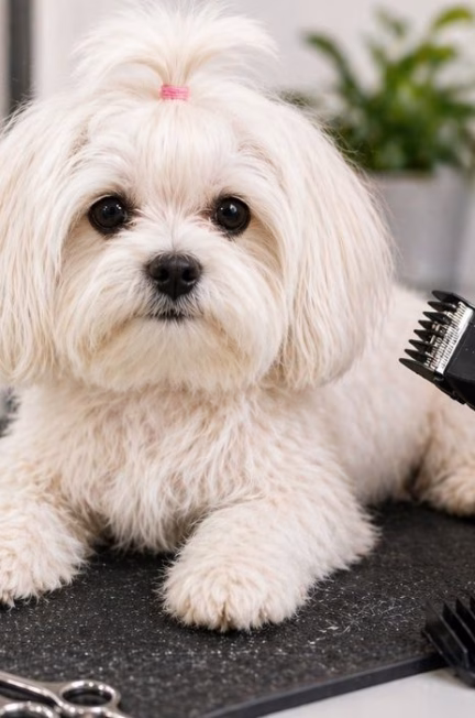 Hond trimmen met tondeuse op trimtafel – veilige verzorging en vacht trimmen