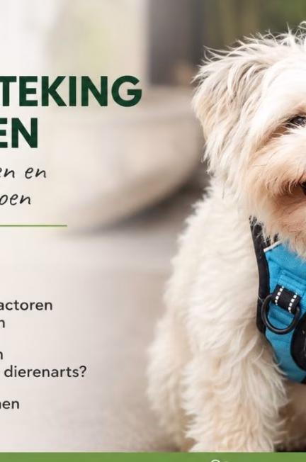 Rocky met blauw tuigje bij blog over oorontsteking hond en symptomen van oorproblemen
