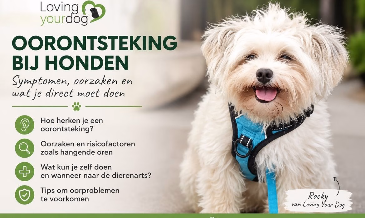 Rocky met blauw tuigje bij blog over oorontsteking hond en symptomen van oorproblemen